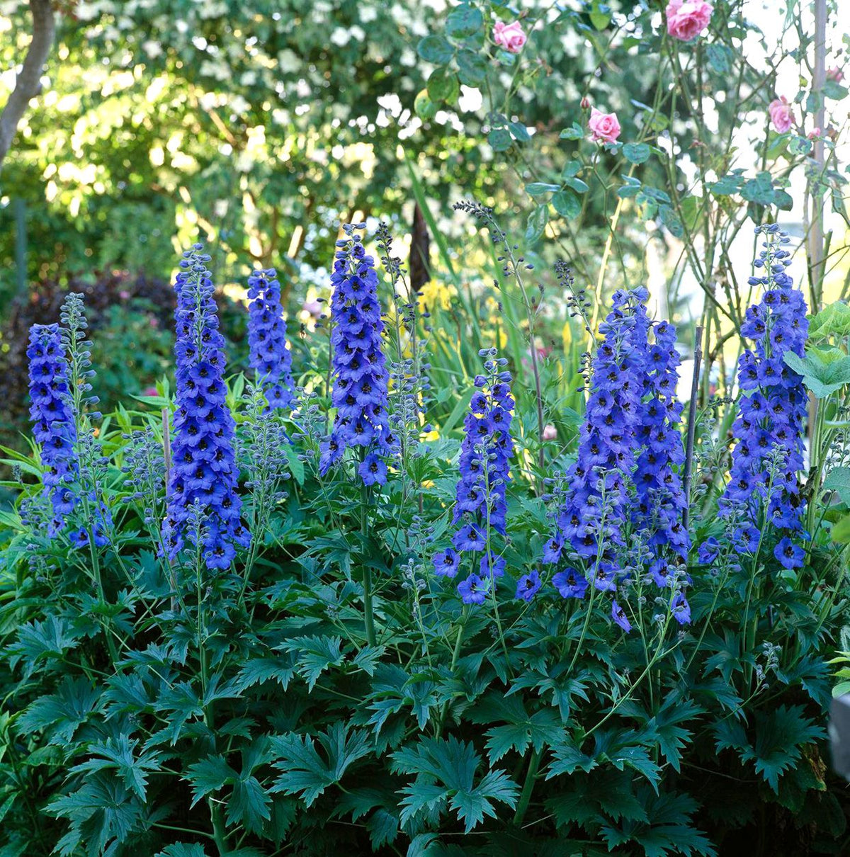 Aros primavera Delphinium