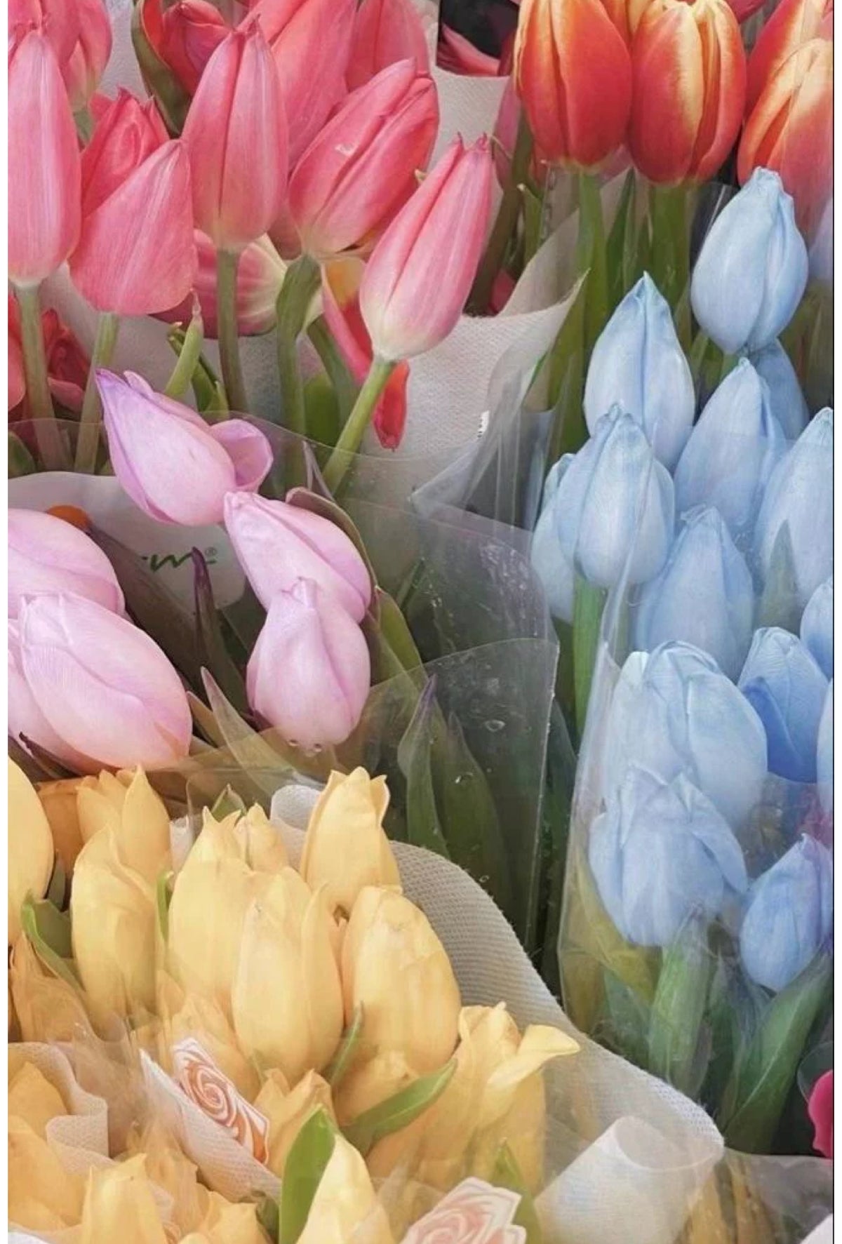 Aros primavera tulipán