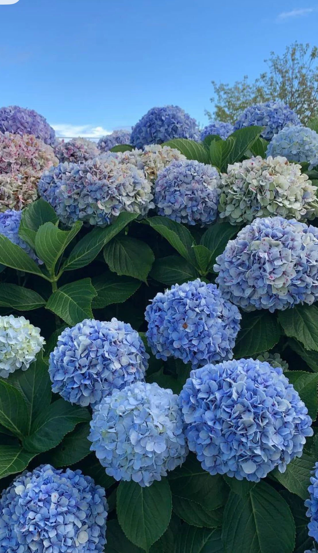Aros primavera Hortencia