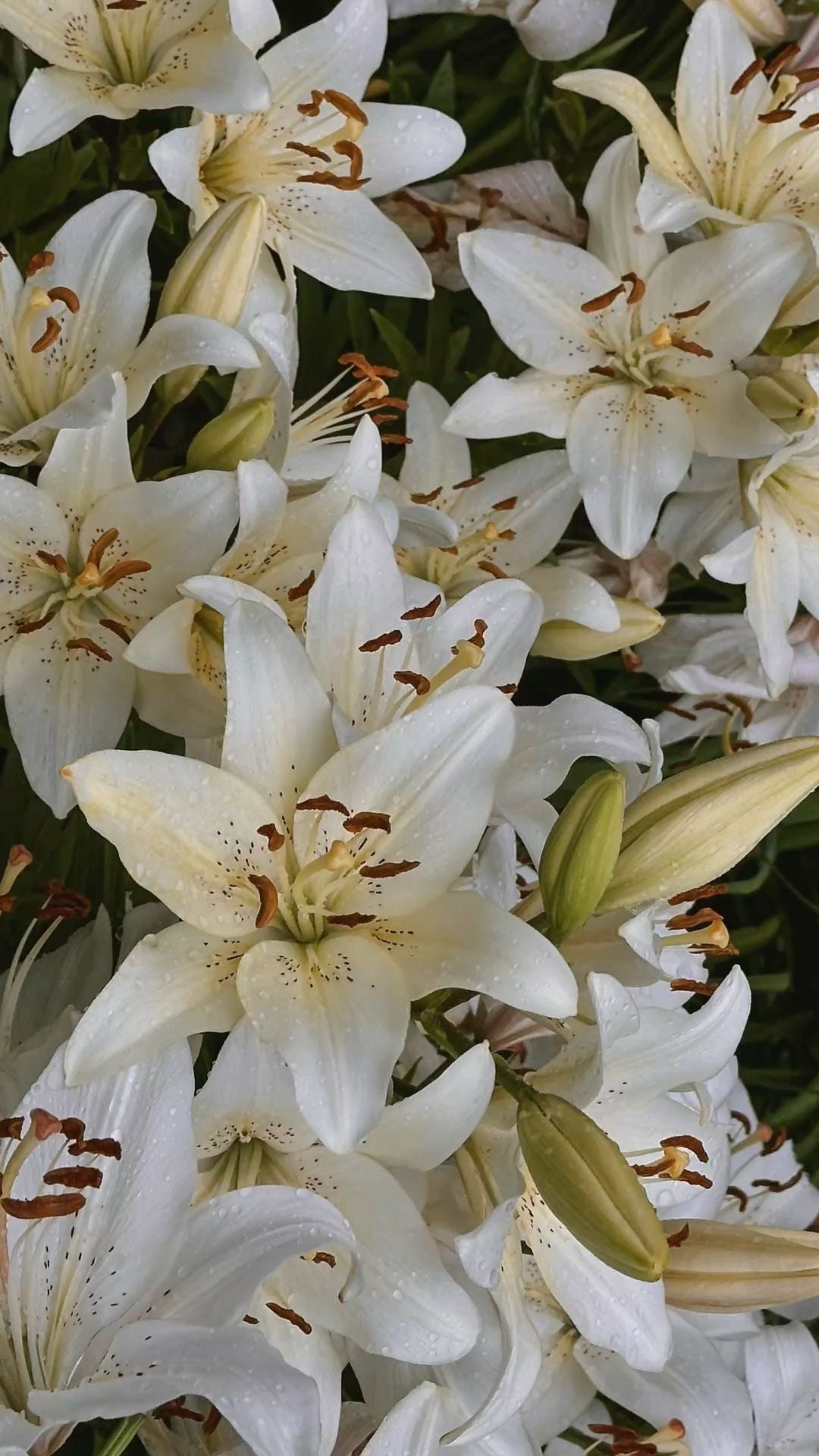 Aros primavera lirio