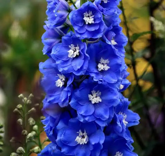 Aros primavera Delphinium