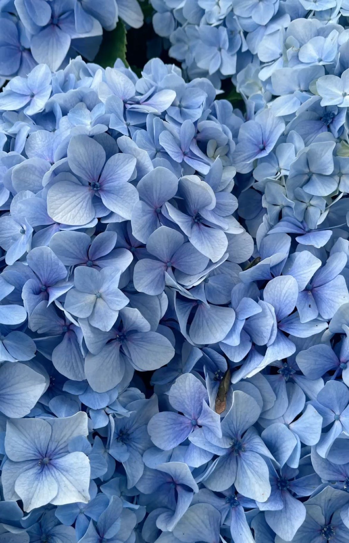 Aros primavera Hortencia