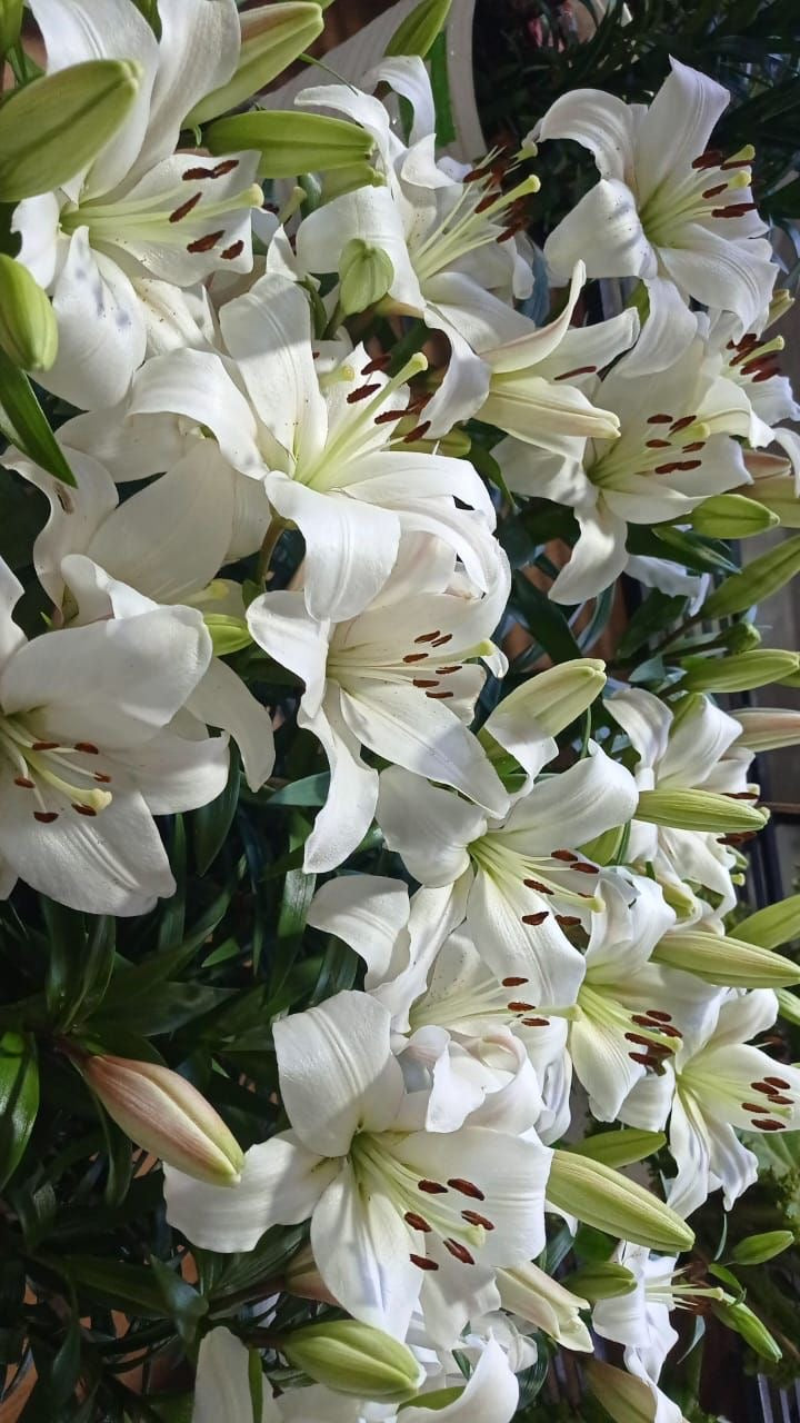 Aros primavera lirio